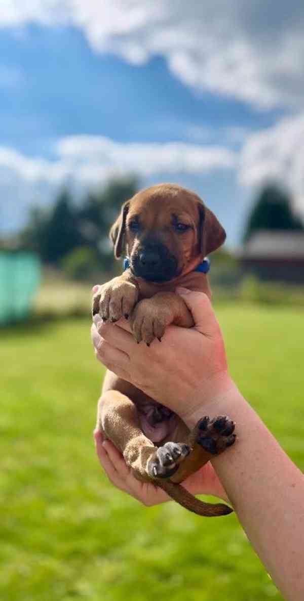 Rhodéský ridgeback štěňátka s PP - foto 1