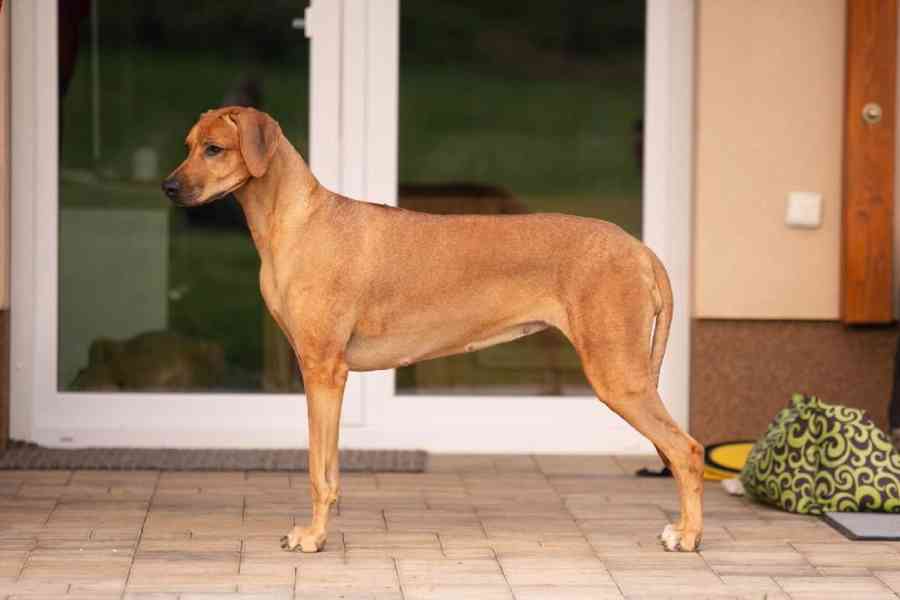  Rhodéský ridgeback štěňátka s PP  - foto 6