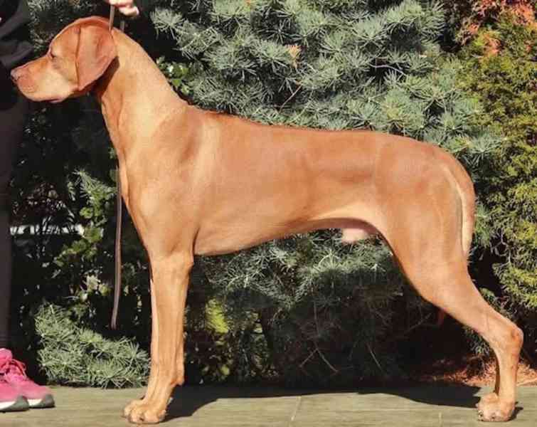  Rhodéský ridgeback štěňátka s PP  - foto 4