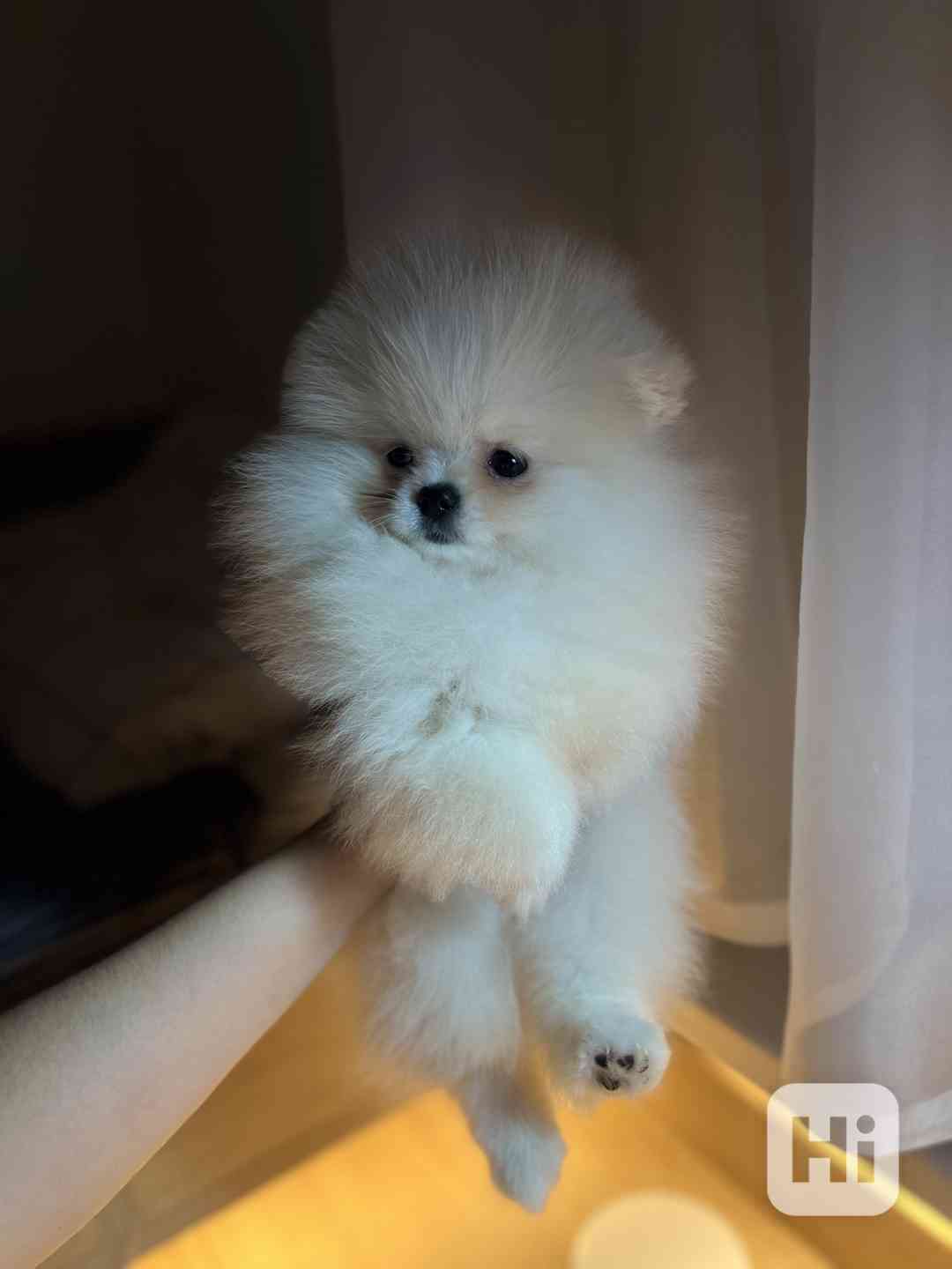 Померанський шпіц 25 - foto 1