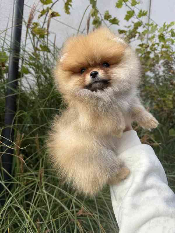 Померанський шпіц 25 - foto 4