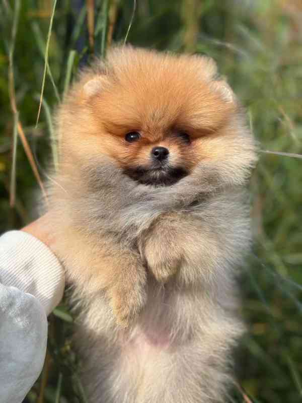 Померанський шпіц 25 - foto 5