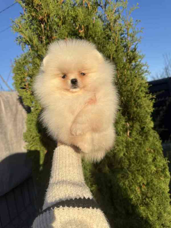 Померанський шпіц 25 - foto 2