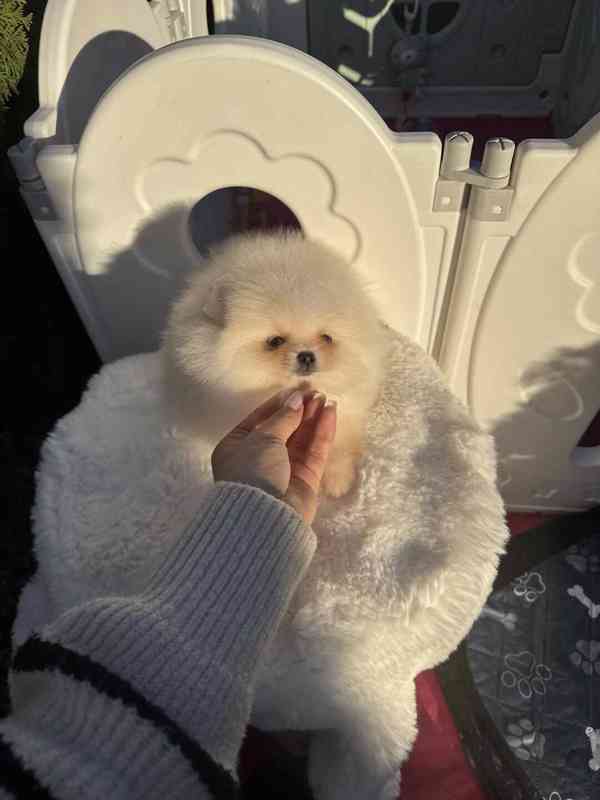 Померанський шпіц 25 - foto 3