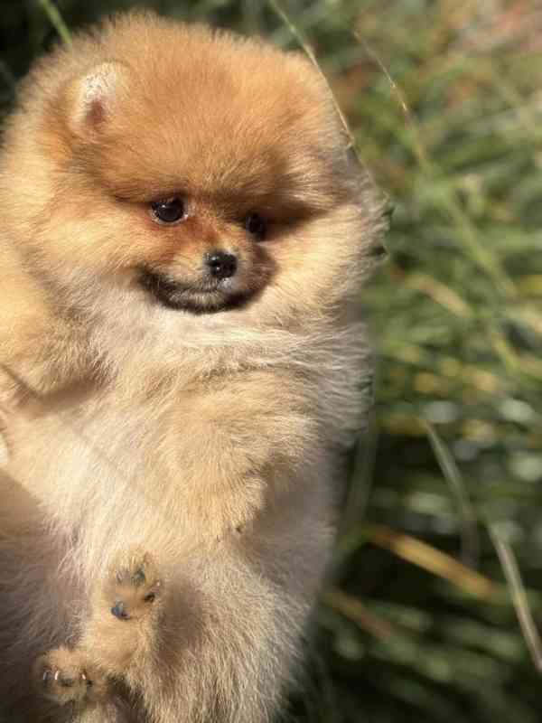 Померанський шпіц 25 - foto 6