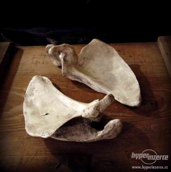 Replika člověka - lidská lebka a kosti v životní velikosti - foto 7