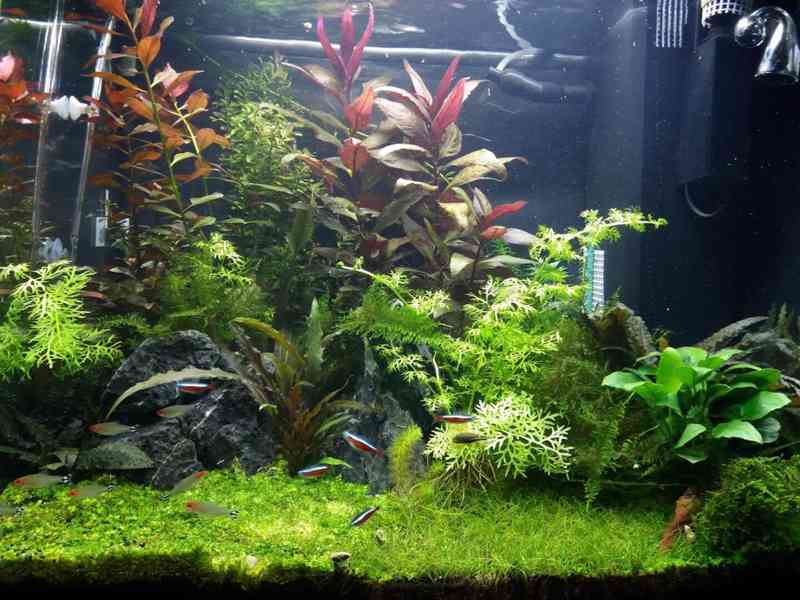 Akvárium Juwel Lido 120 LED černé se skříňkou - foto 2