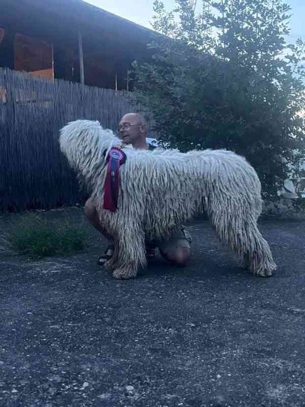 Komondor - foto 2