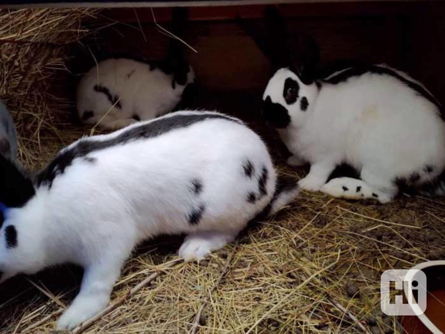 Prodám Německý obrovitý strakáč NoS - foto 1