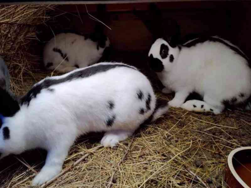 Prodám Německý obrovitý strakáč NoS - foto 1