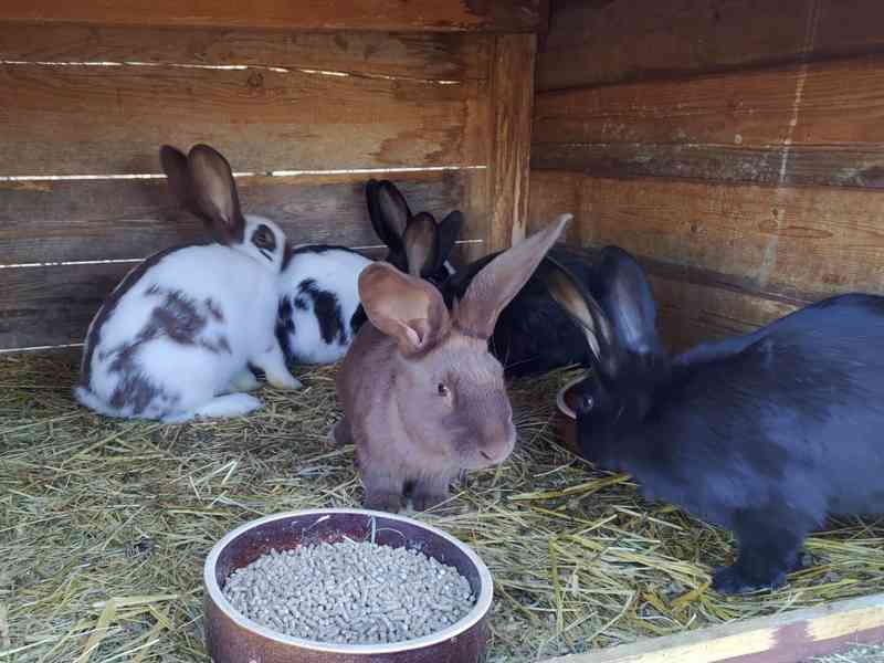 Prodám Německý obrovitý strakáč NoS - foto 2