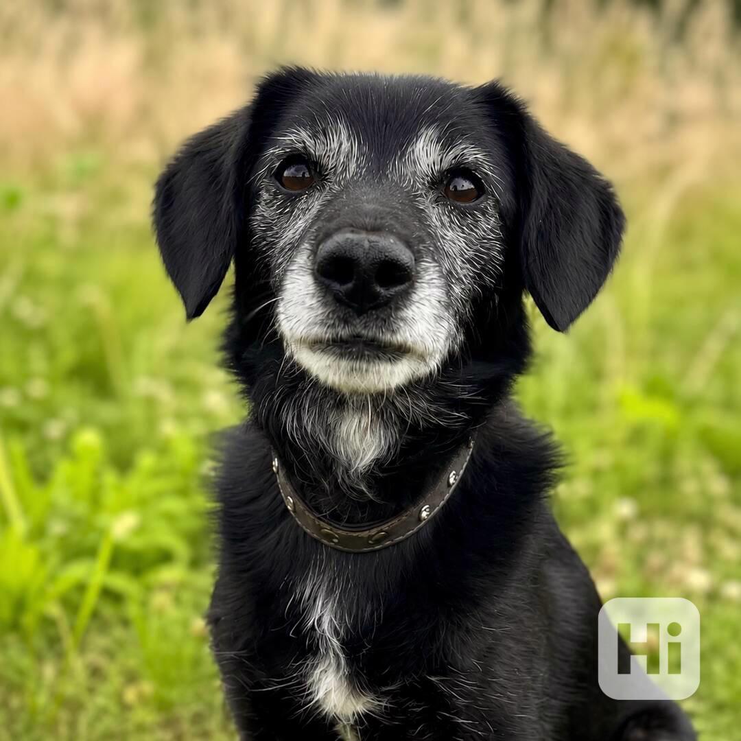 PAJKY - 7 kg, 8 let  - foto 1