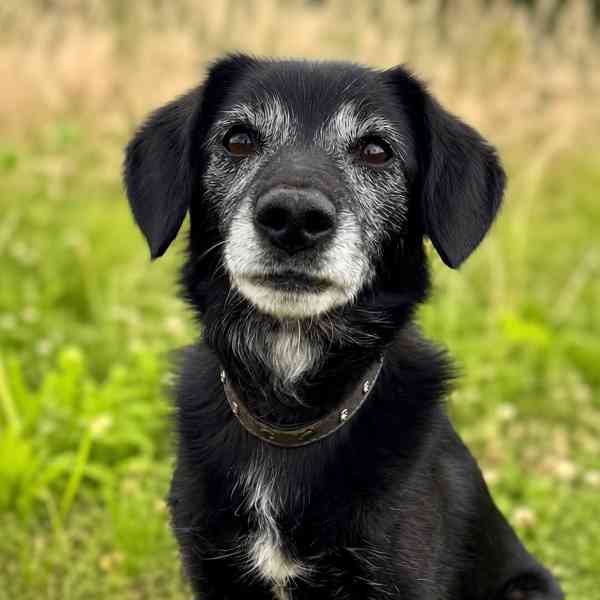 PAJKY - 7 kg, 8 let  - foto 1