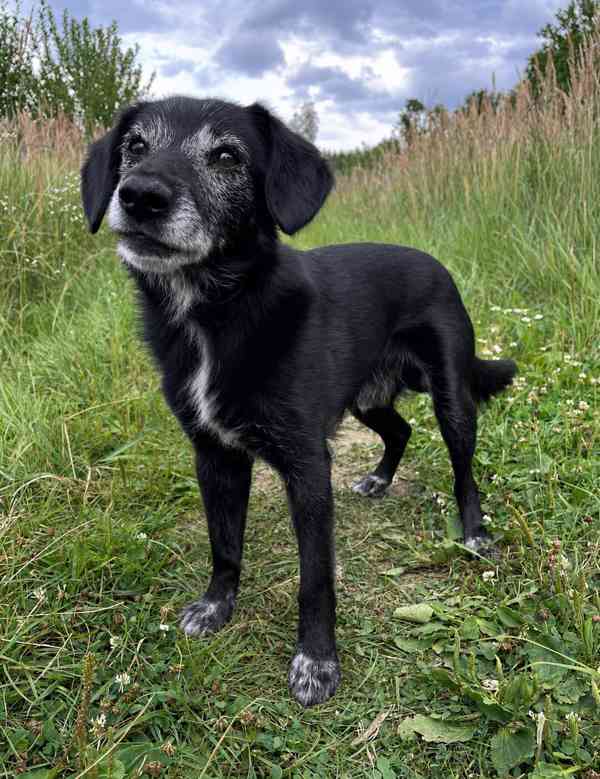 PAJKY - 7 kg, 8 let  - foto 6