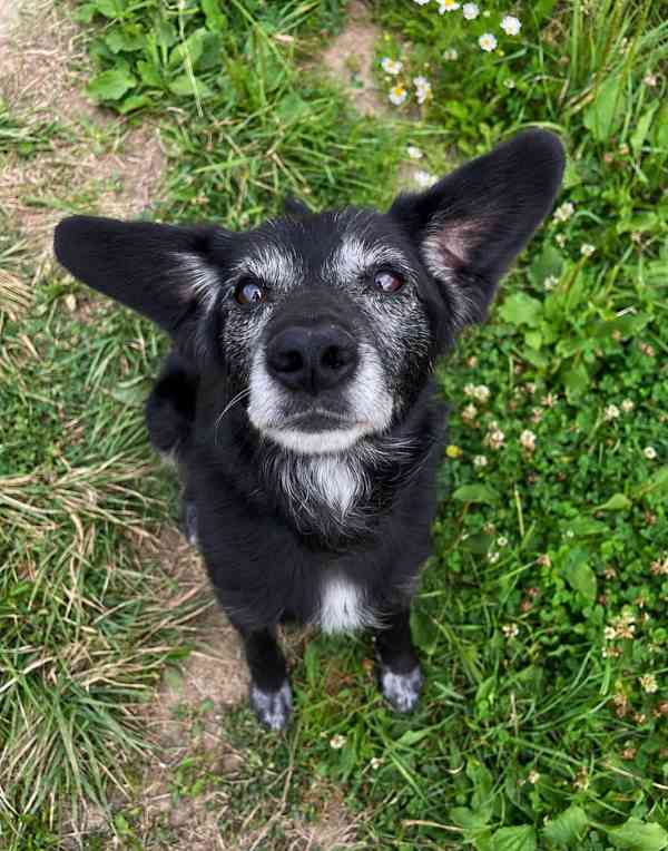 PAJKY - 7 kg, 8 let  - foto 5
