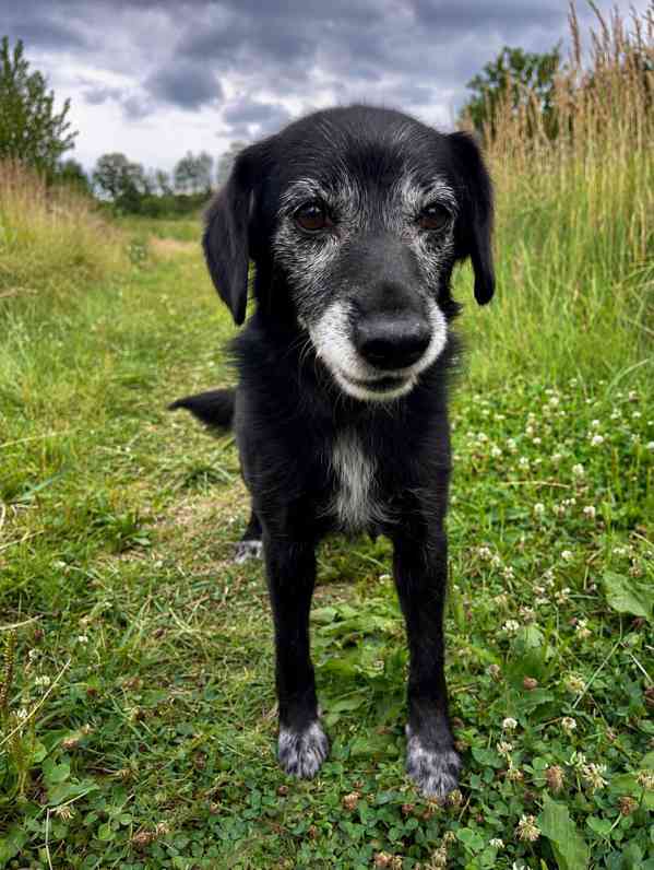 PAJKY - 7 kg, 8 let  - foto 4
