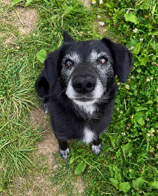 PAJKY - 7 kg, 8 let  - foto 3