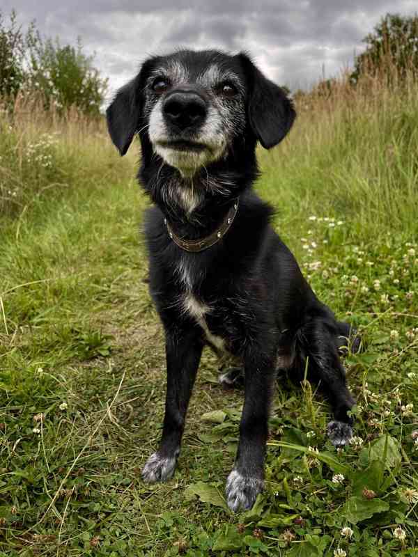 PAJKY - 7 kg, 8 let  - foto 2