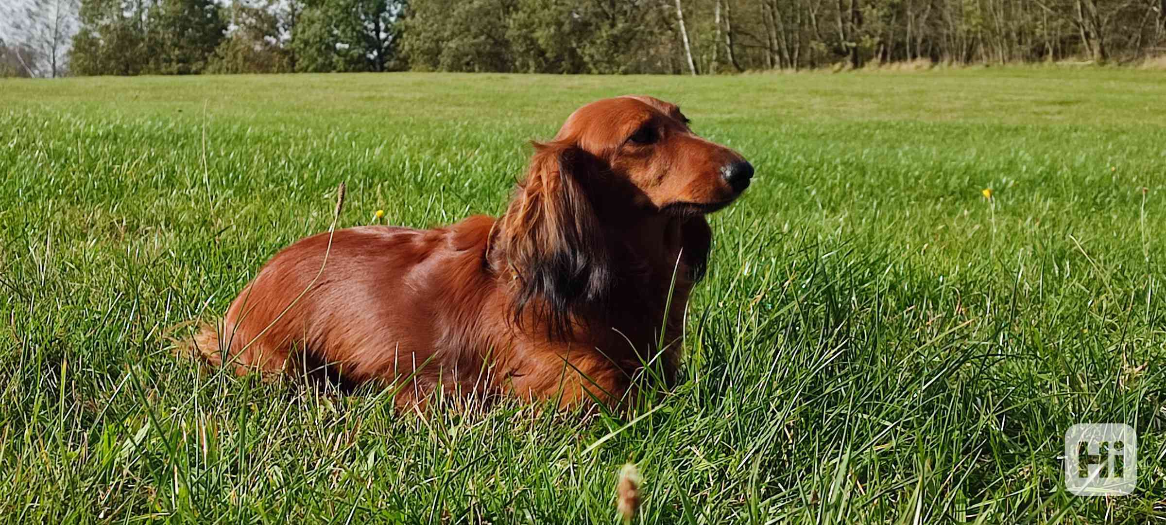 Štěňata jezevčíka dlouhosrstého - foto 1