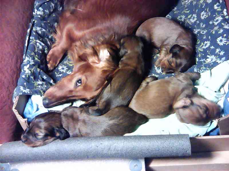 Štěňata jezevčíka dlouhosrstého - foto 13