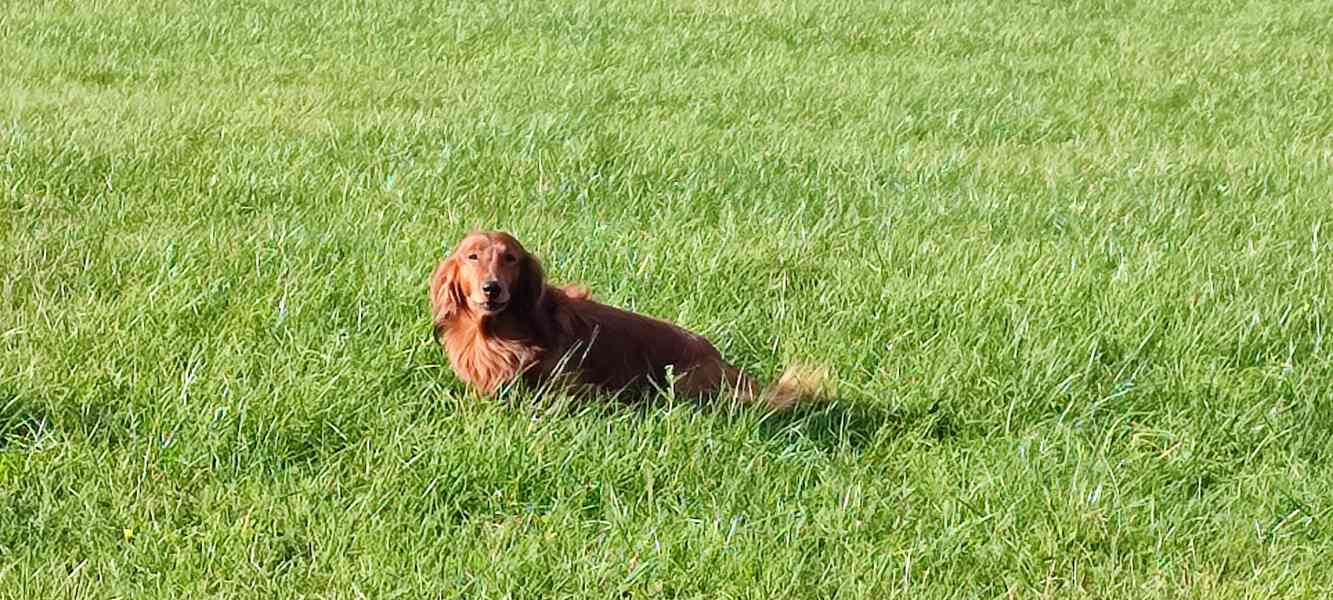 Štěňata jezevčíka dlouhosrstého - foto 3