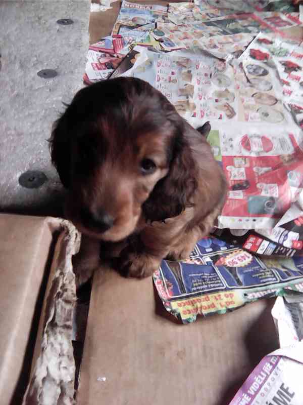 Štěňata jezevčíka dlouhosrstého - foto 5