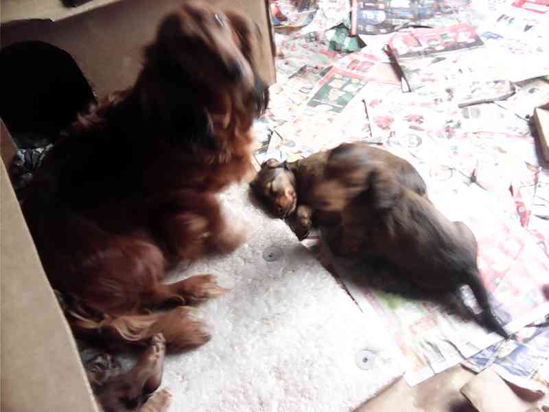 Štěňata jezevčíka dlouhosrstého - foto 7