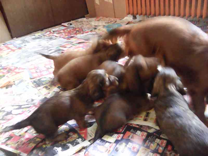 Štěňata jezevčíka dlouhosrstého - foto 10