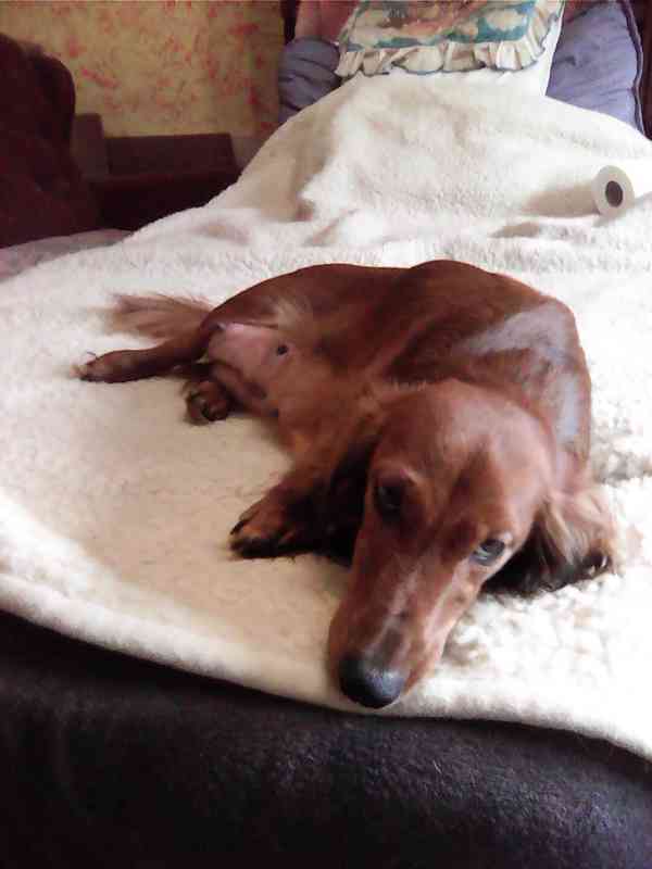 Štěňata jezevčíka dlouhosrstého - foto 11