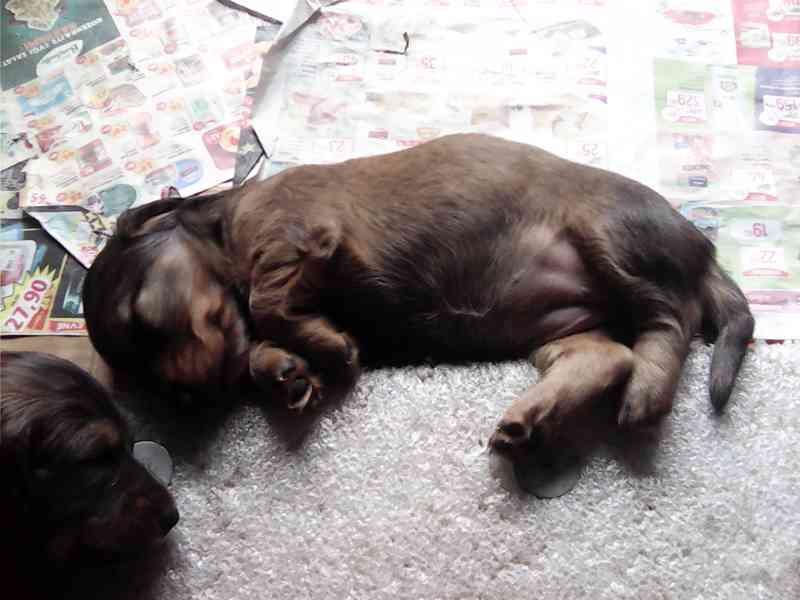 Štěňata jezevčíka dlouhosrstého - foto 8