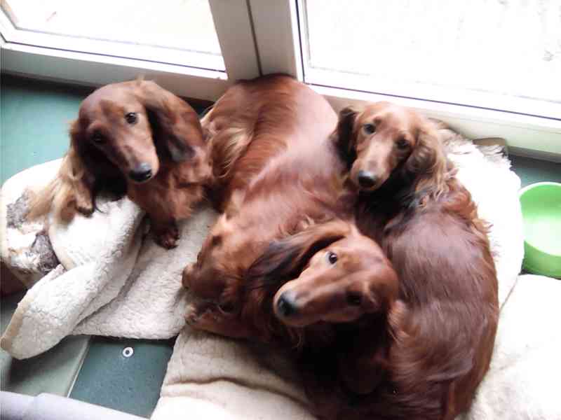 Štěňata jezevčíka dlouhosrstého - foto 12