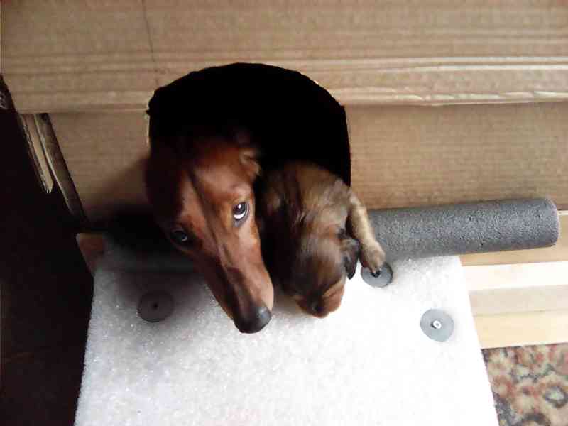 Štěňata jezevčíka dlouhosrstého - foto 14