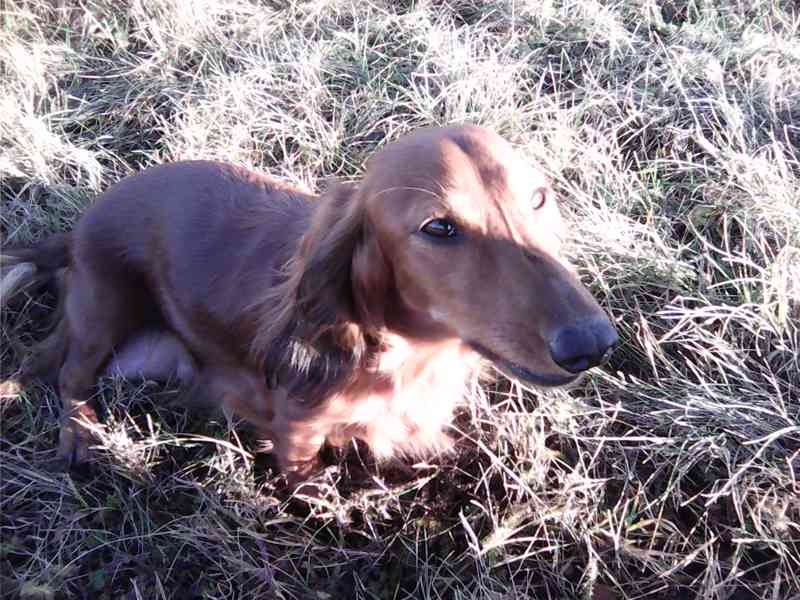 Štěňata jezevčíka dlouhosrstého - foto 4