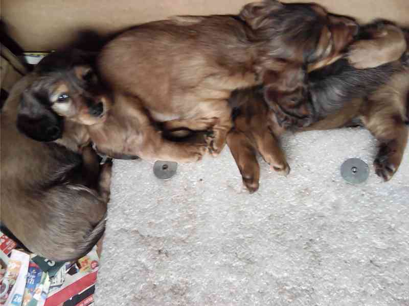 Štěňata jezevčíka dlouhosrstého - foto 9