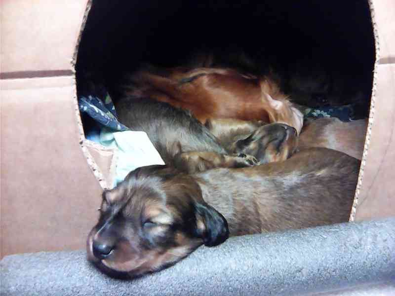 Štěňata jezevčíka dlouhosrstého - foto 15