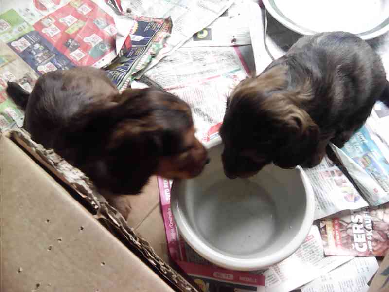 Štěňata jezevčíka dlouhosrstého - foto 6