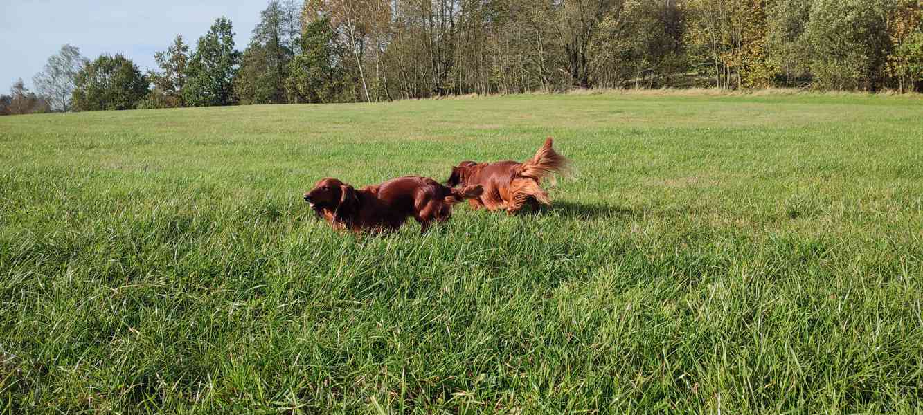 Štěňata jezevčíka dlouhosrstého - foto 2
