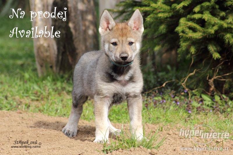 Československý vlčák - štěňátka s PP - foto 1