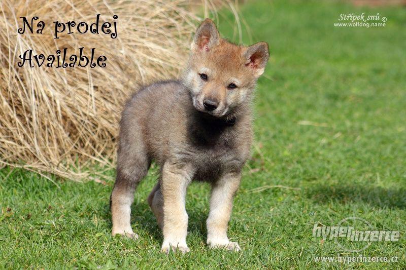 Československý vlčák - štěňátka s PP - foto 2