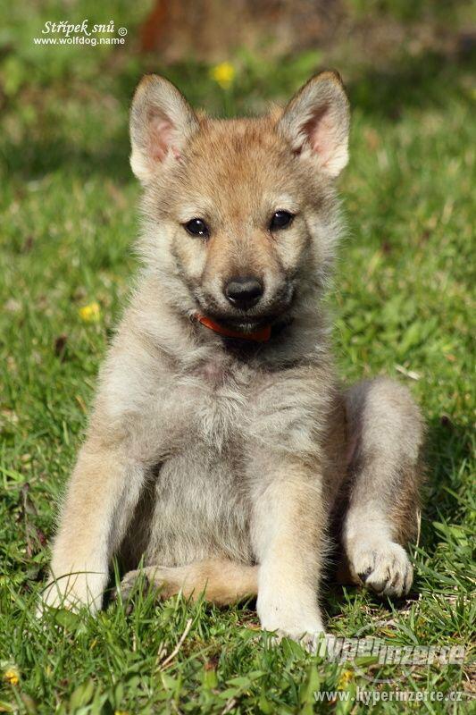 Československý vlčák - štěňátka s PP - foto 3