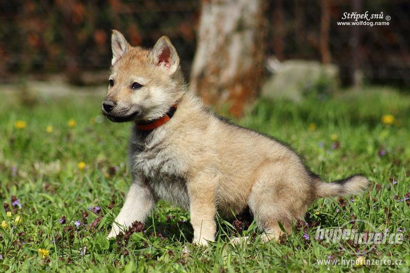 Československý vlčák - štěňátka s PP - foto 4