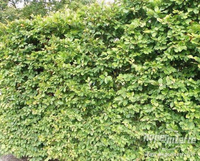 Buk lesní (Fagus sylvatica) na živý plot - foto 1