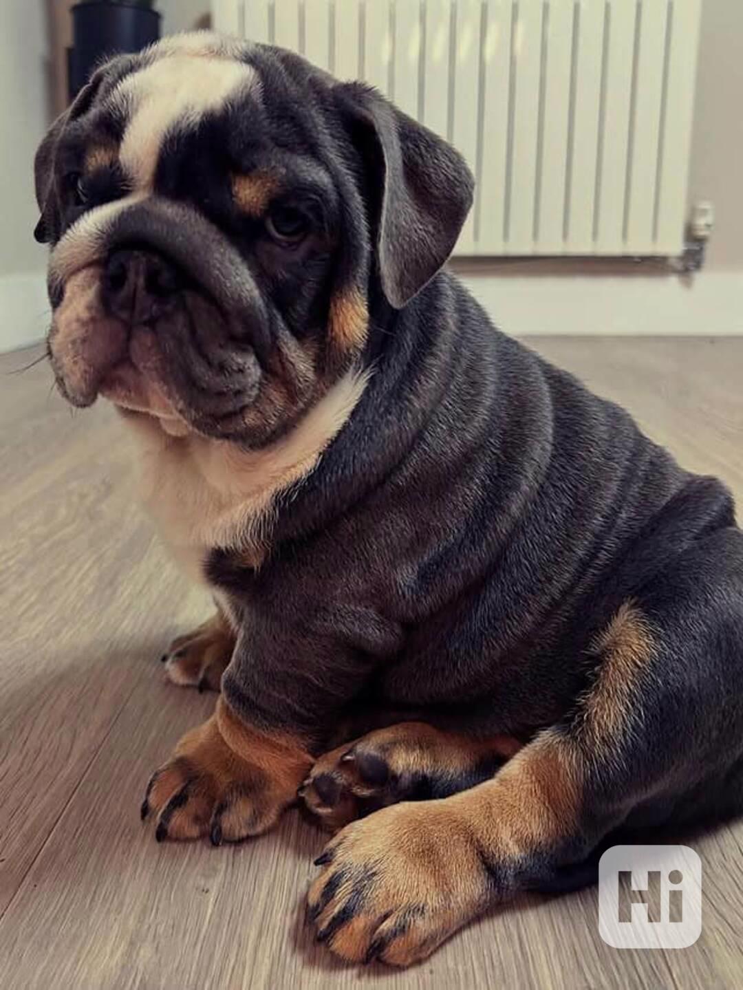 Angličtí buldoci - foto 1