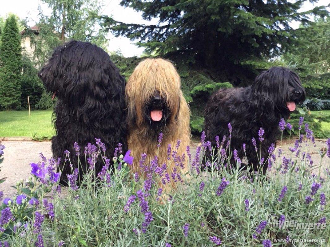 Štěňata-briard - foto 1