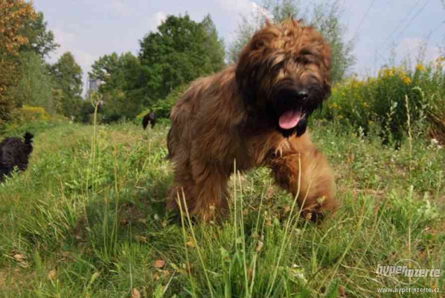 Štěňata-briard - foto 2