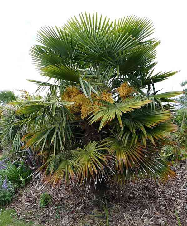 sazenice palma Trachycarpus fortunei 1-2 první listy