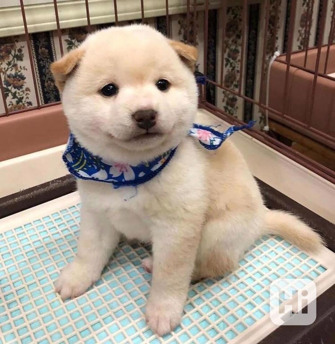 KRÁSNÁ ŠTENATA SHIBA INU ZDARMA - foto 1