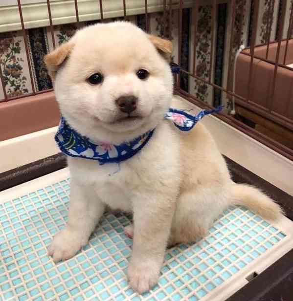 KRÁSNÁ ŠTENATA SHIBA INU ZDARMA - foto 1