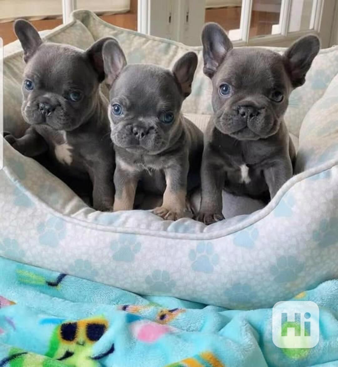 Francouzský buldoček k adopci zdarma hledá milující domov - foto 1
