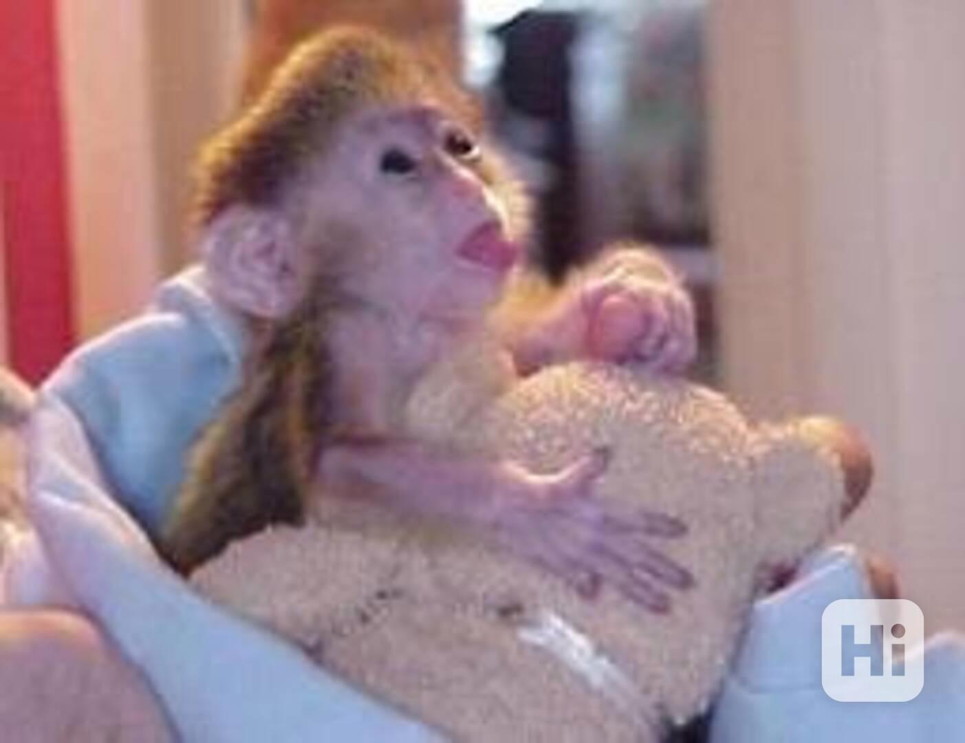 Dobře vycvičená kapucínská opice k adopci - foto 1